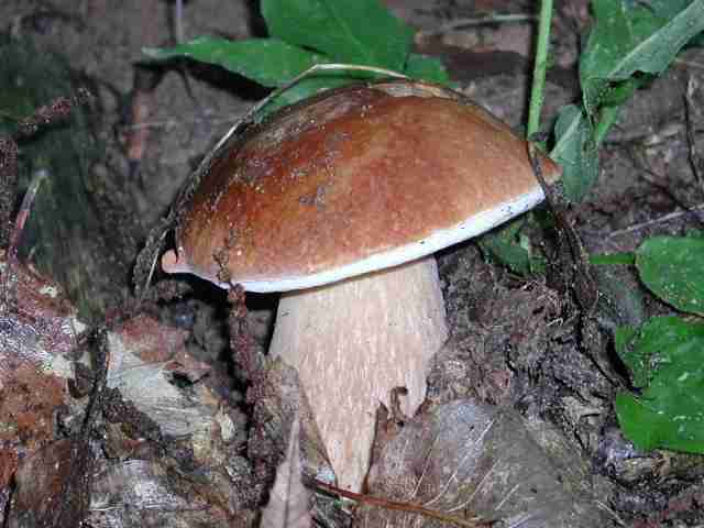  Image name: 114 Porcino.jpg 
 width: 640 pixel 
 height: 480 pixel 
 Size: 25222 bytes 
 Click to enlarge 